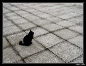 Como un gatito mendigando un platito de leche