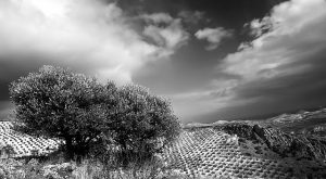 Mis caminos, vuestros caminos