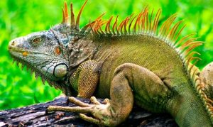 El alma de la iguana