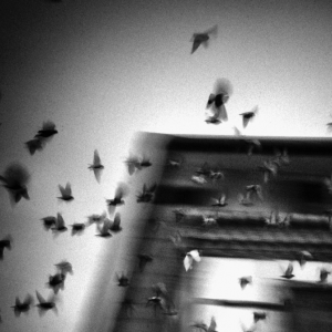 Vivir, o vivir pudriéndonos