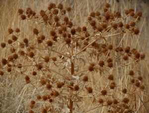 Análisis botánico del abrojo