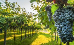 Vinos de solera, manjares exquisitos