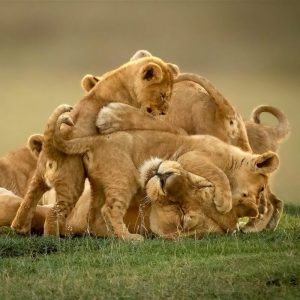 Reventar la condición mamífera