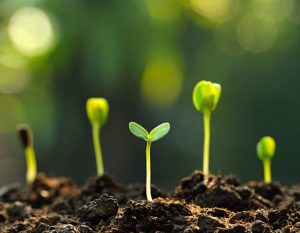 La semilla sabe lo que tiene que hacer, y sabe a dónde va